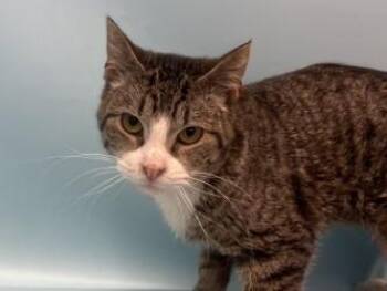 Moose Tracks -  Domestic Short Hair Cat for Adoption in Golden Valley, Minnesota - Moose Tracks | PetCurious