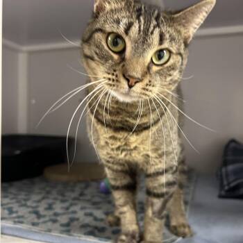 Rescue Domestic Short Hair Cats for Adoption in White Oak, Pennsylvania - Azole | PetCurious