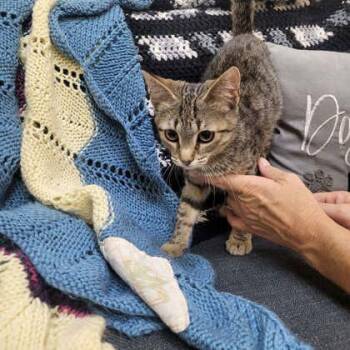 Plum -  Domestic Short Hair Cat for Adoption in Memphis, Tennessee - Plum | PetCurious
