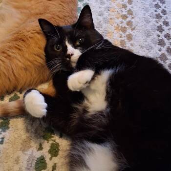 Chocolate Frosty -  Domestic Short Hair Cat for Adoption in Saint Paul, Minnesota - Chocolate Frosty | PetCurious