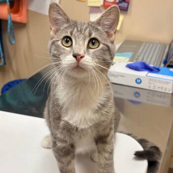 Tumbles -  Domestic Short Hair Cat for Adoption in Wickenburg, Arizona - Tumbles | PetCurious
