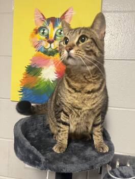 Rescue Domestic Short Hair Cats for Adoption in Blair, Nebraska - Mocha | PetCurious