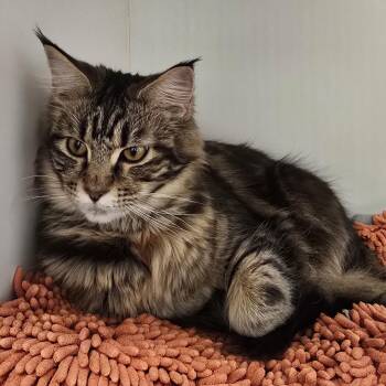 Maine Coon Cats Available for Adoption - Winter (bonded W/ Simba) | PetCurious