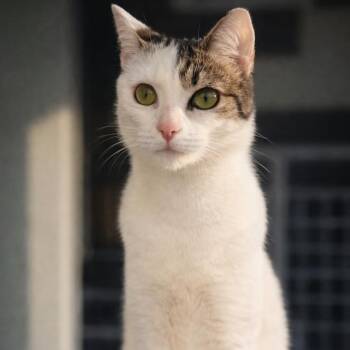 Tabby Cats Available for Adoption - Sofia | PetCurious
