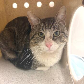 Domestic Short Hair Cats Available for Adoption in Reno, Nevada - Zaro | PetCurious