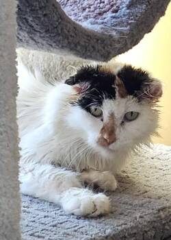 Rescue Domestic Medium Hair Cats for Adoption in Green Bay, Wisconsin - Coraline | PetCurious