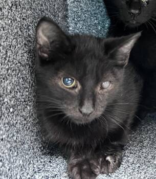 Sojourner -  Domestic Short Hair Cat for Adoption in New York, New York - Sojourner | PetCurious