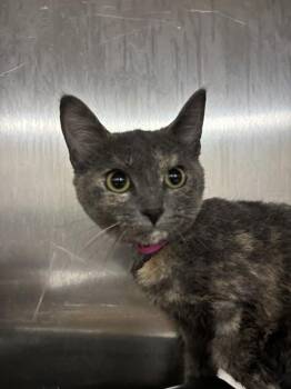MADDOX -  Domestic Short Hair Cat for Adoption - MADDOX | PetCurious