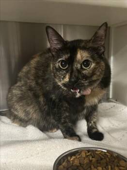 Domestic Short Hair Cats Available for Adoption in Woodland, California - SUNDAE | PetCurious
