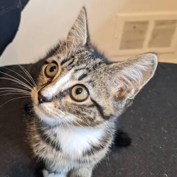Antonioni -  Tabby and Domestic Short Hair Cat for Adoption in UNIVERSITY PA, Maryland - Antonioni | PetCurious