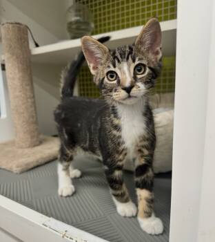 Rescue Domestic Short Hair Cats for Adoption in El Cajon, California - Allen | PetCurious