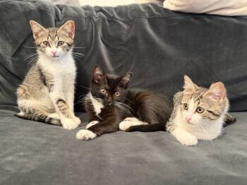 Artemis, Athena & Hestia -  Domestic Short Hair Cat for Adoption in New York, New York - Artemis, Athena & Hestia | PetCurious