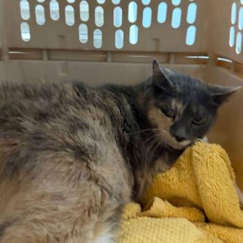 Willow -  Domestic Medium Hair Cat for Adoption in Kingman, Arizona - Willow | PetCurious