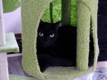 Beetle -  Tabby Cat for Adoption in Chicago, Illinois - Beetle | PetCurious