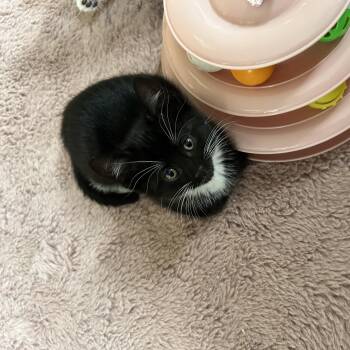 Rescue Domestic Short Hair Cats for Adoption in Brockport, New York - Cameo | PetCurious