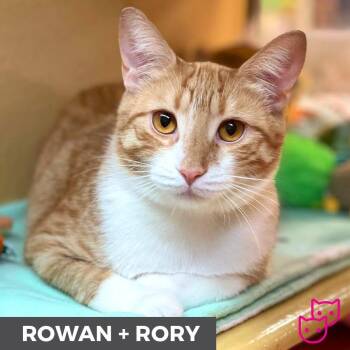 Rowan (bonded with Rory) -  Domestic Short Hair Cat for Adoption in Toronto, Ontario - Rowan (bonded With Rory) | PetCurious