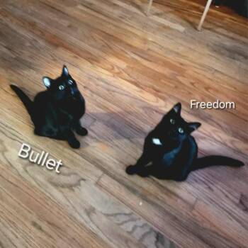Rescue Domestic Short Hair Cats for Adoption in Gladstone, Oregon - Freedom & Bullet (Bonded Sisters) | PetCurious