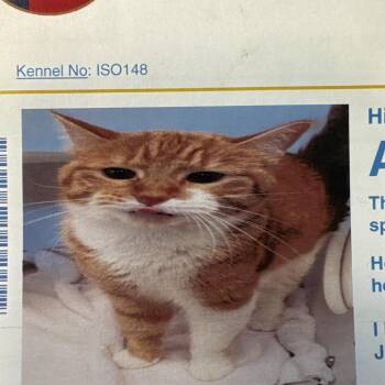 Apricot -  Domestic Medium Hair Cat for Adoption in Lake Jackson, Texas - Apricot | PetCurious