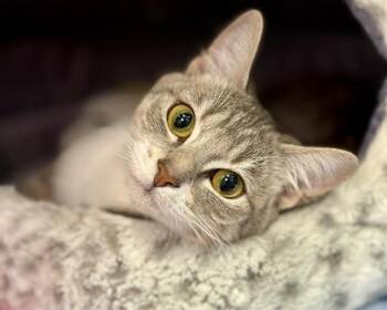 Domestic Short Hair Cats Available for Adoption in Fort Walton Beach, Florida - DRIPPO | PetCurious
