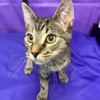 Kanon -  Domestic Short Hair Cat for Adoption in North Myrtle Beach, South Carolina - Kanon | PetCurious