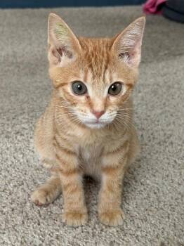 Nectarine -  Domestic Short Hair Cat for Adoption in Cincinnati, Ohio - Nectarine | PetCurious
