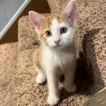 Elmer -  Domestic Short Hair Cat for Adoption in East Amherst, New York - Elmer | PetCurious