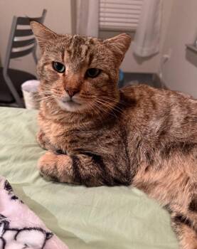 Domestic Short Hair Cats Available for Adoption - Tony | PetCurious