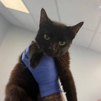 Solo -  Domestic Short Hair Cat for Adoption in Watertown, New York - Solo | PetCurious