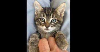 Domestic Short Hair Cats Available for Adoption in Groveland, Massachusetts - Harbor | PetCurious
