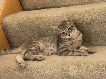 Domestic Short Hair Cats Available for Adoption in Minneapolis, Minnesota - Penelope C4777 | PetCurious