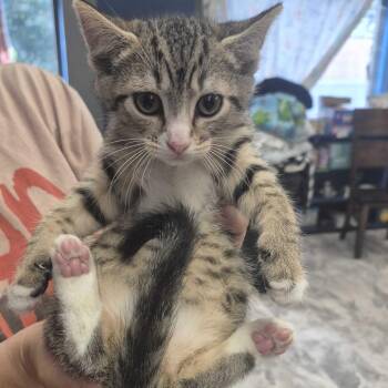 Tally -  Domestic Short Hair Cat for Adoption in Summerlee, West Virginia - Tally | PetCurious