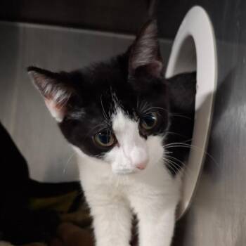 Domestic Short Hair Cats Available for Adoption - Flurry | PetCurious