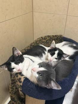 Ruben / Ruby -  Domestic Short Hair Cat for Adoption in Minneapolis, Minnesota - Ruben / Ruby | PetCurious