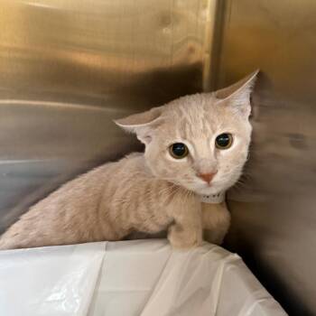 Collin -  Domestic Short Hair Cat for Adoption in Las Vegas, Nevada - Collin | PetCurious