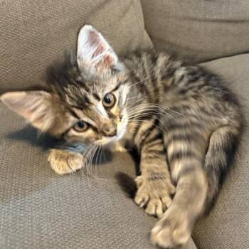 Edna VanDeusen -  Domestic Medium Hair and Tabby Cat for Adoption in Morrison, Colorado - Edna VanDeusen | PetCurious