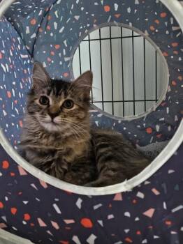 Sophie -  Domestic Short Hair Cat for Adoption in Suffolk, Virginia - Sophie | PetCurious