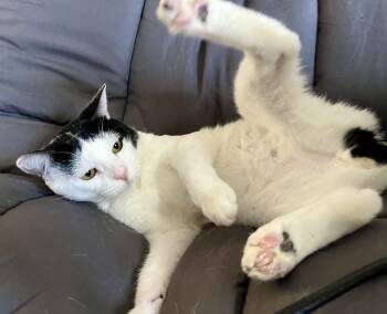 Oscar -  Domestic Short Hair Cat for Adoption in Rocky Hill, Connecticut - Oscar | PetCurious