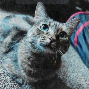 Aiyana -  Domestic Short Hair Cat for Adoption in Salt Lake City, Utah - Aiyana | PetCurious