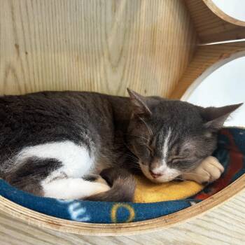 Kirk -  Domestic Short Hair Cat for Adoption in Evanston, Illinois - Kirk | PetCurious