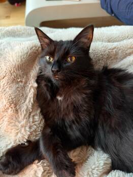 Miso (Humanitarian Adoption) -  Domestic Medium Hair Cat Available for Adoption in Wakefield, Quebec - Miso (Humanitarian Adoption) | PetCurious