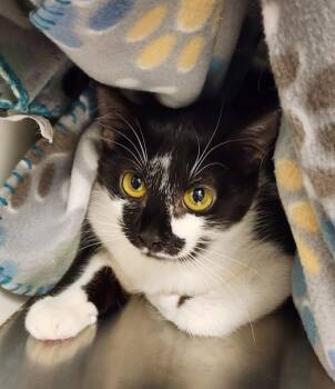 Tuxedo Cats Available for Adoption - Jinxie | PetCurious