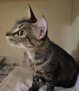 Gwendolyn -  Domestic Short Hair Cat for Adoption in Chamblee, Georgia - Gwendolyn | PetCurious