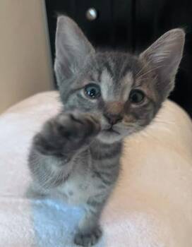 HARRIET -  Domestic Short Hair Cat for Adoption in Camarillo, California - HARRIET | PetCurious
