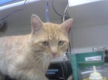 Domestic Short Hair Cats Available for Adoption in Albuquerque, New Mexico - BOB | PetCurious