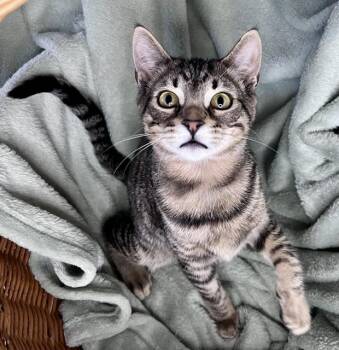Domestic Short Hair Cats Available for Adoption in Rocky Hill, Connecticut - Cruise | PetCurious