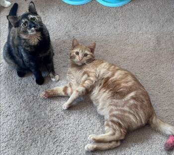 Tsunami and Tatum -  Domestic Short Hair Cat for Adoption in Hamilton, Michigan - Tsunami And Tatum | PetCurious