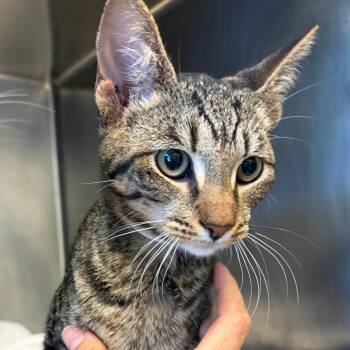 Edith -  Domestic Short Hair Cat for Adoption in Nashville, Tennessee - Edith | PetCurious