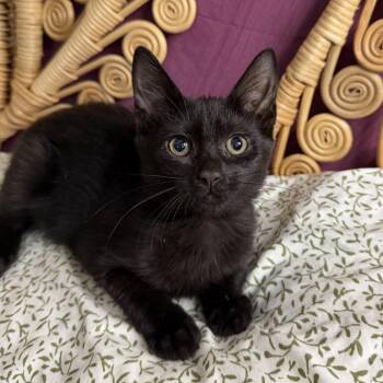 Allegra -  Domestic Short Hair Cat for Adoption in Chattanooga, Tennessee - Allegra | PetCurious