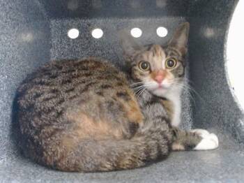 Domestic Short Hair Cats Available for Adoption - PEACHES | PetCurious