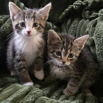 Ivy (Holland Cat Cove) -  Domestic Short Hair Cat for Adoption in West Olive, Michigan - Ivy (Holland Cat Cove) | PetCurious